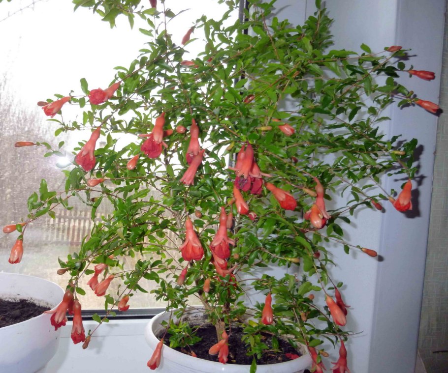 Гранат формировка деревца