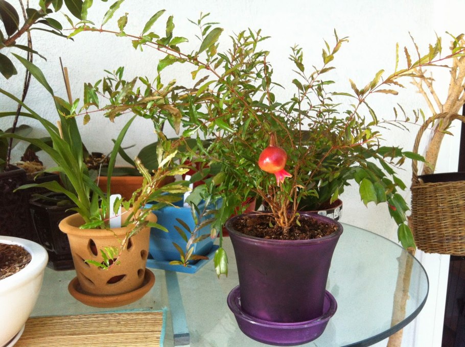 Комнатный гранат плод