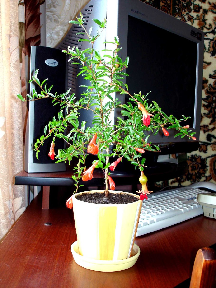 Гранат карликовый Punica Nana