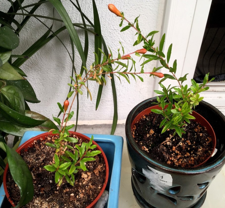 Гранат карликовый нана