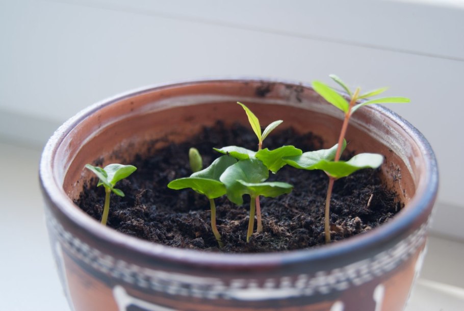 Гранат карликовый