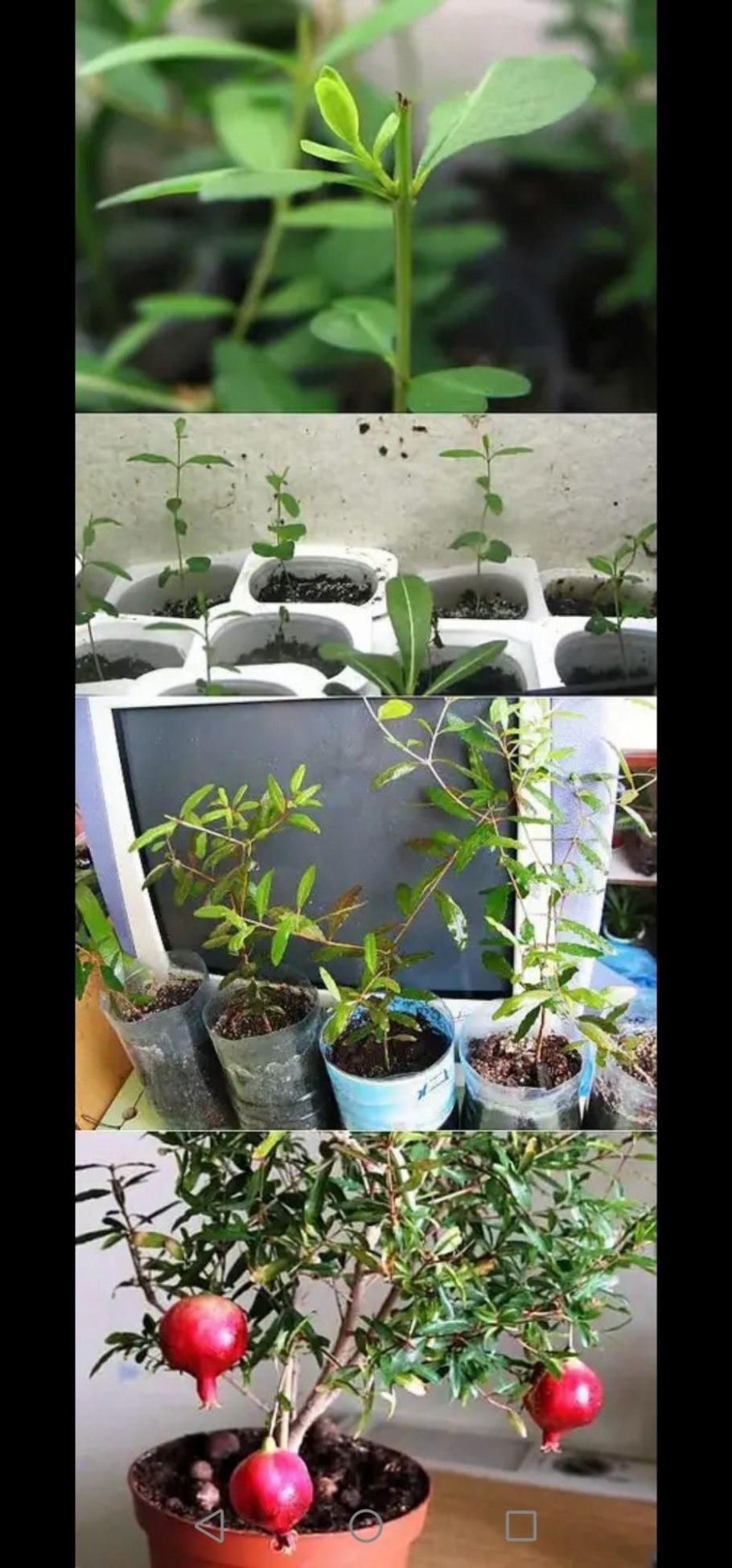 Гранат в комнате растение