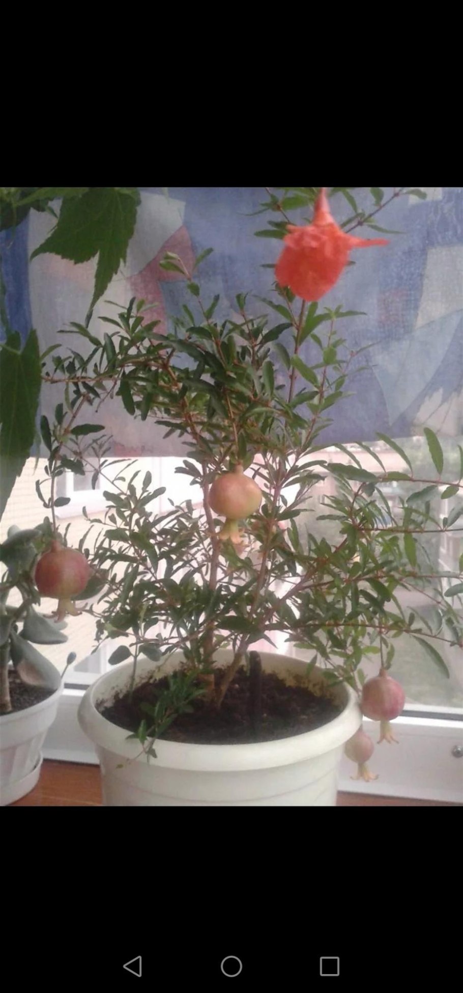 Гранат комнатный росток