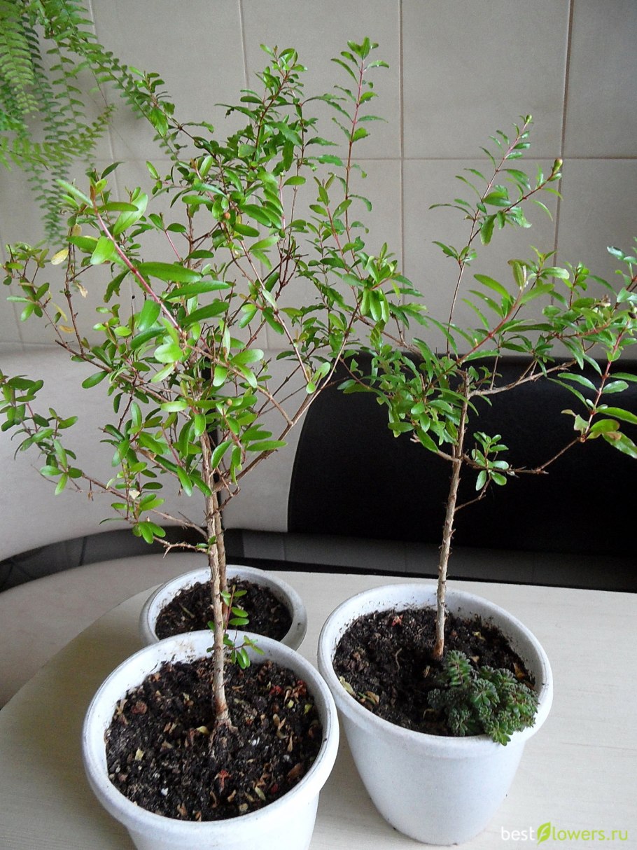 Гранат карликовый росток