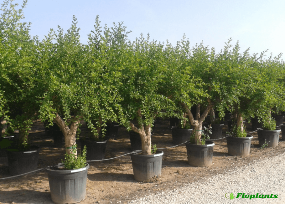 Гранат карликовый