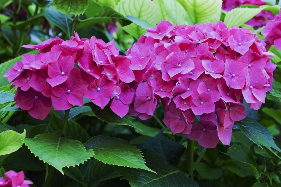 Гортензия Грюнес Гевёльбе