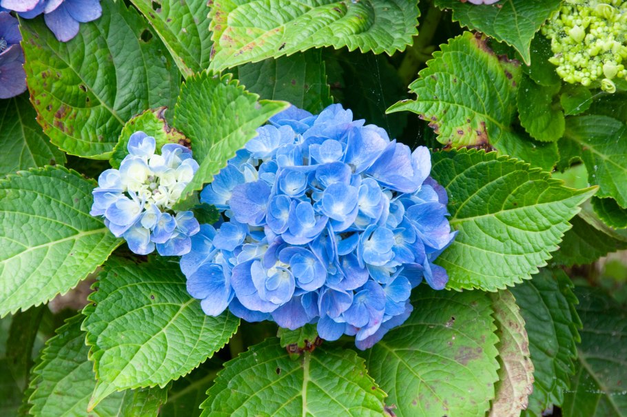 Гортензия Альпенглюхен крупнолистная