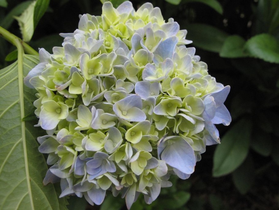 Гортензия Сабрина крупнолистная