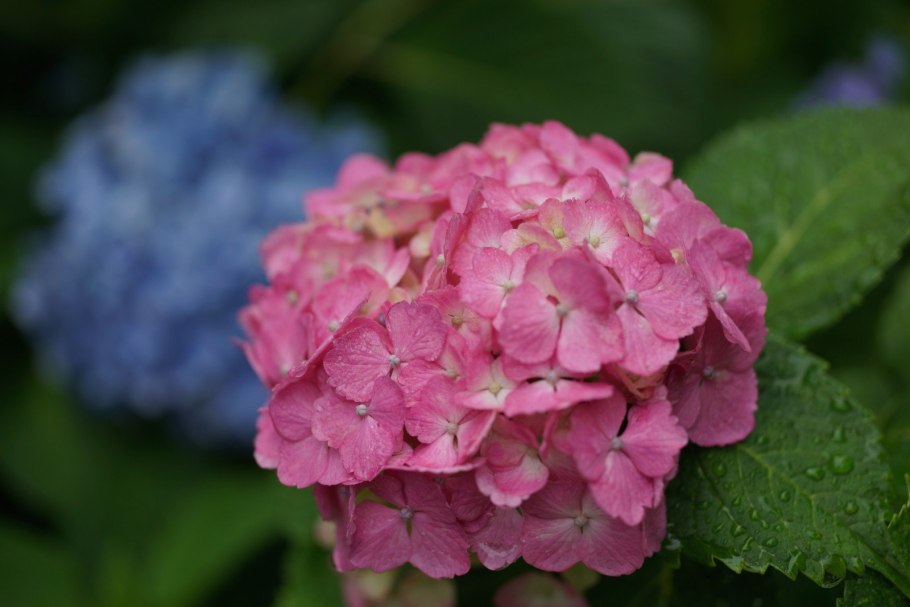 Гортензия крупнолистная Кенди