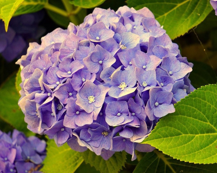 Гортензия крупнолистная голубая Лагуна