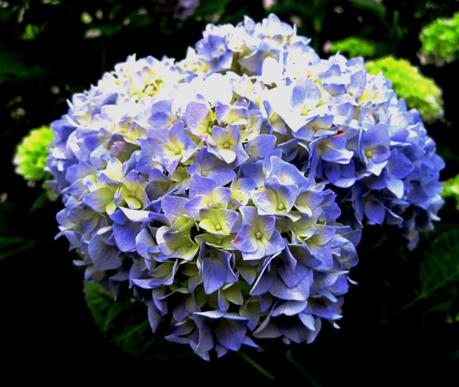 Mountain гортензия