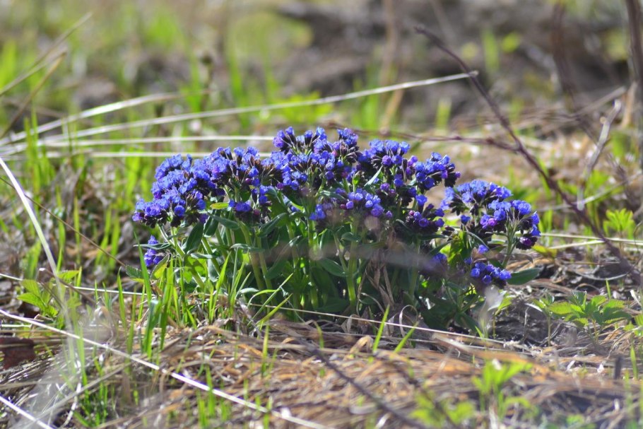 Костяника Лесная