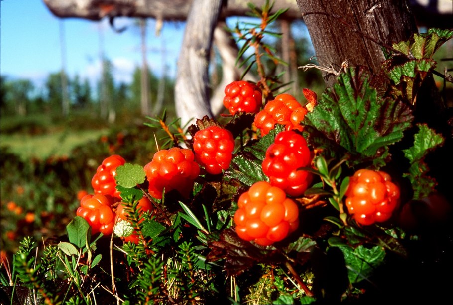 Семена вяза,ясеня липы