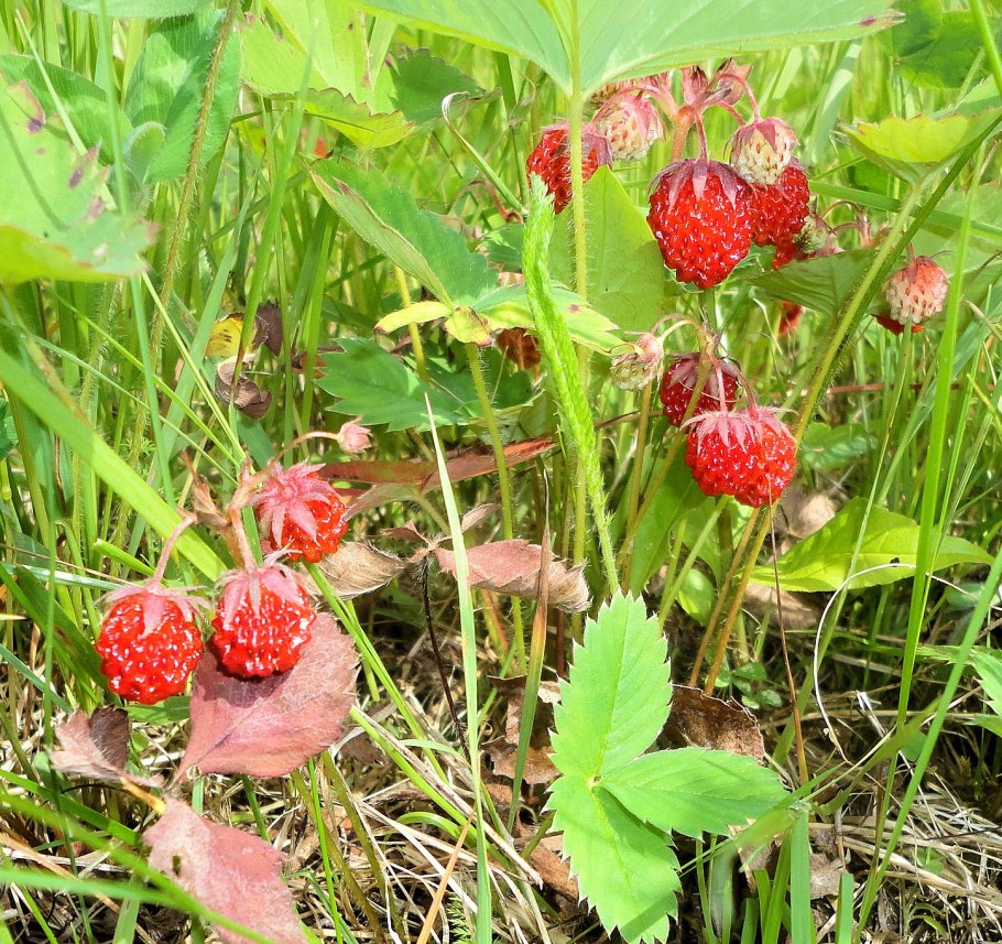 Голубика кустарничек