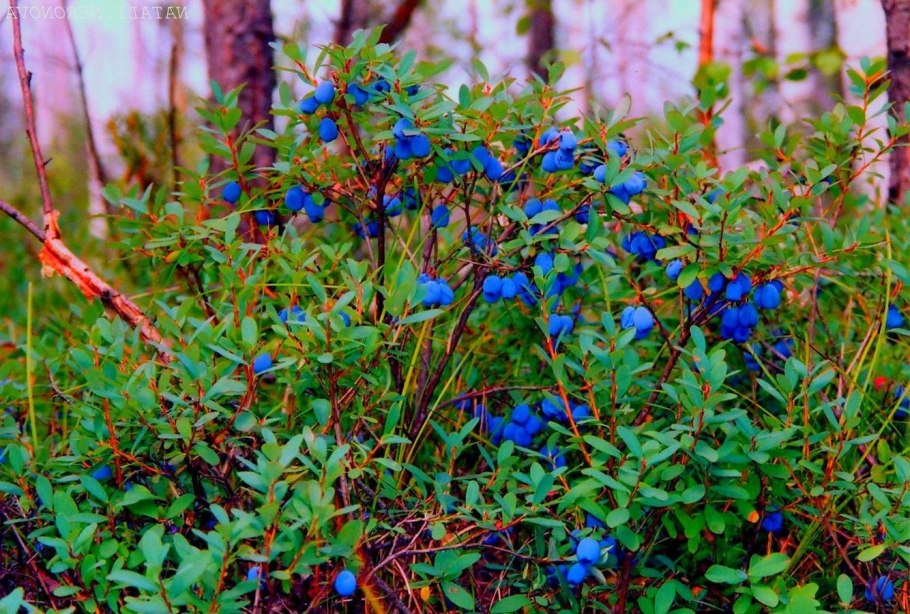 Растения тундры голубика