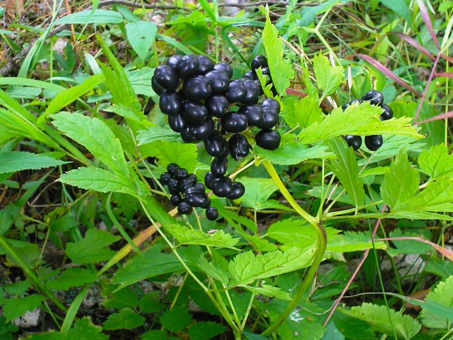 Лиана диоскорефиллум кумминисии,