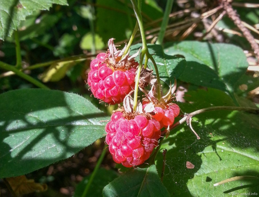 Морошка Болотная