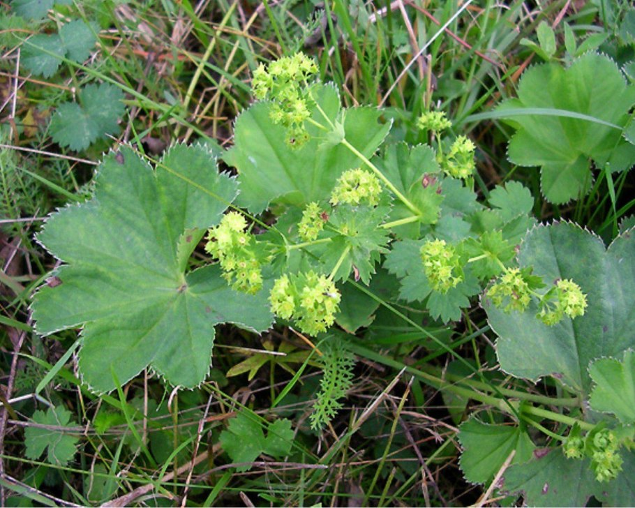 Лесные ягоды голубика