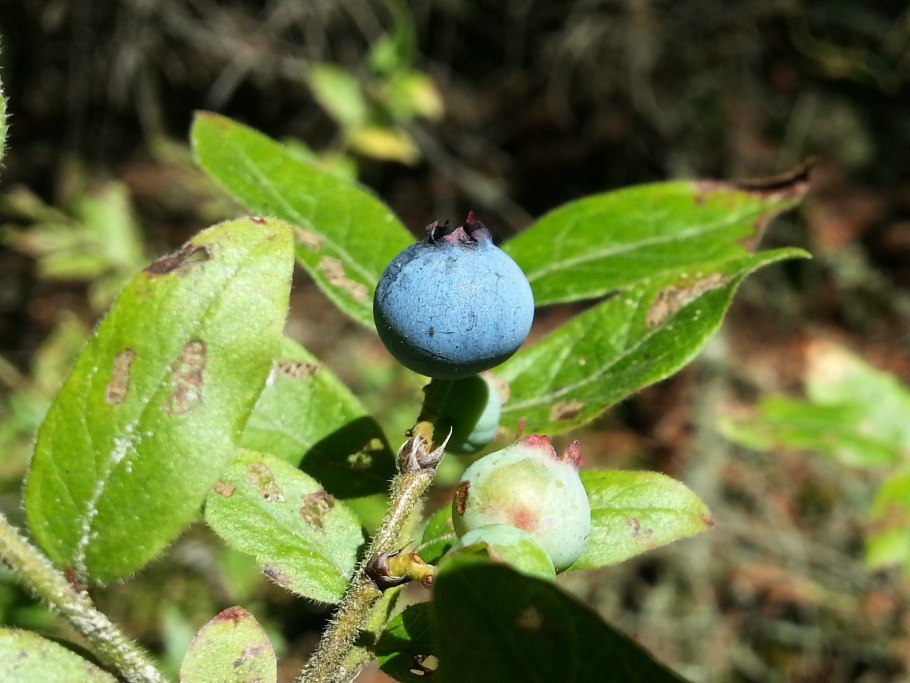 Vaccinium laurifolium