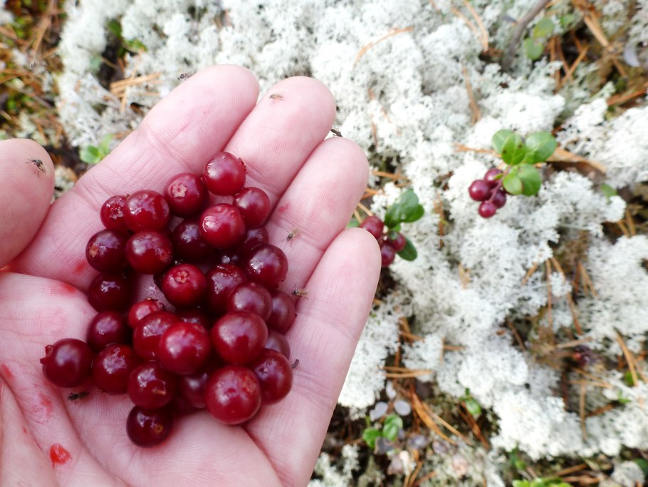 Грибы черника брусника