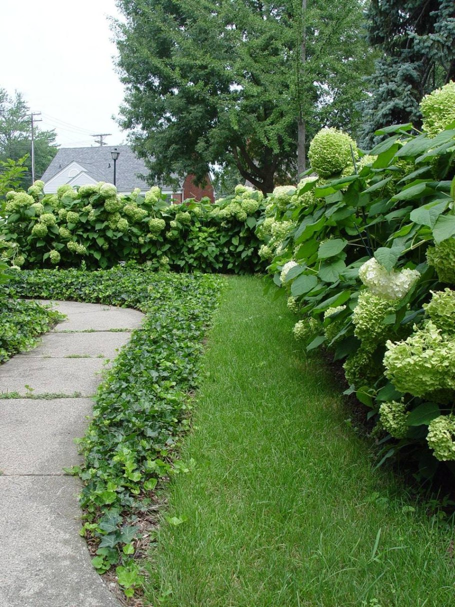 Цветник вдоль забора