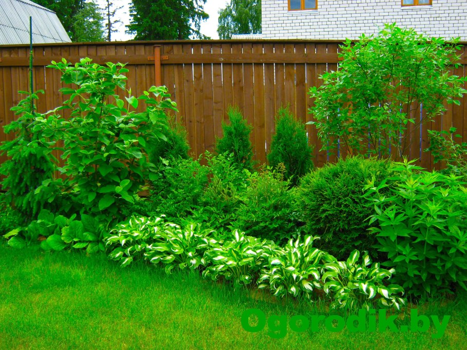 Туя Смарагд и Даника