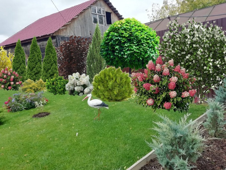 Гортензия Лаймлайт Живая изгородь