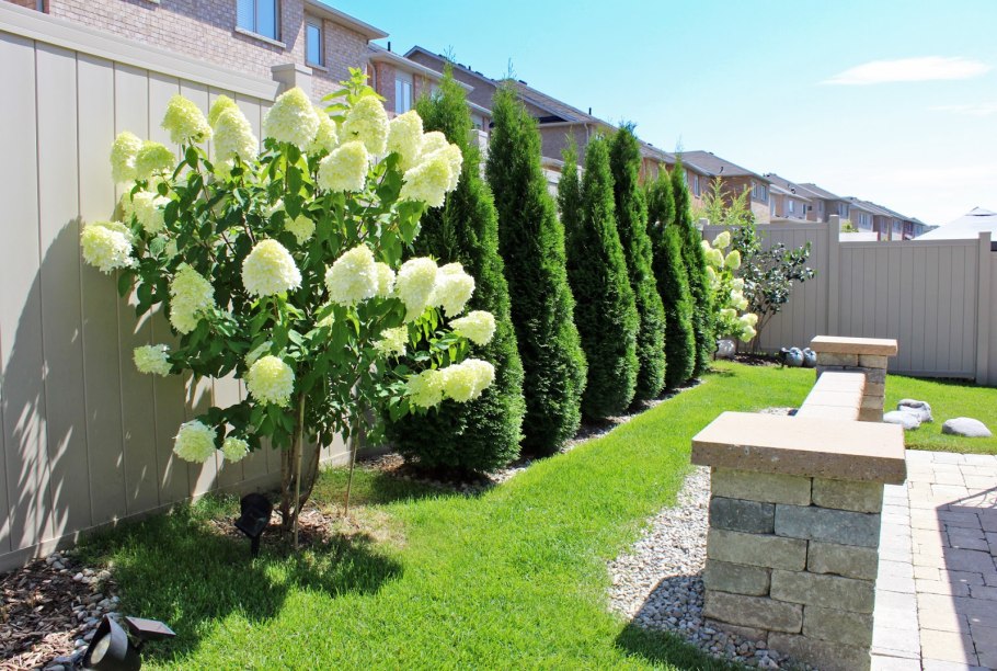 Самшит между туями