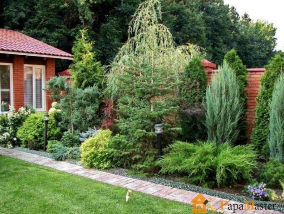 Дерен белый живой забор