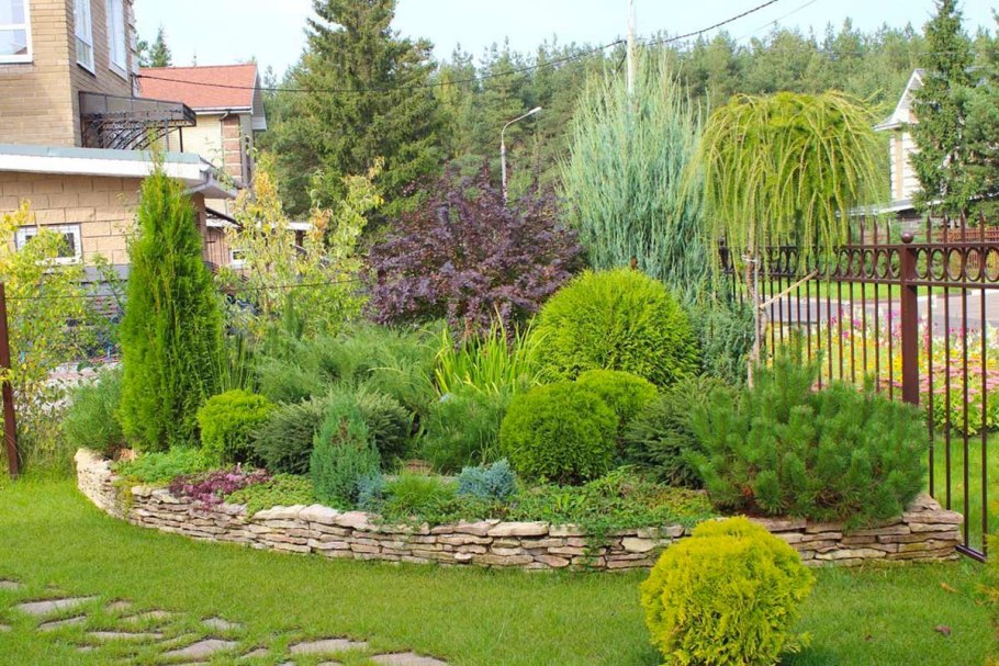 Пузыреплодник дерен туя шаровидная