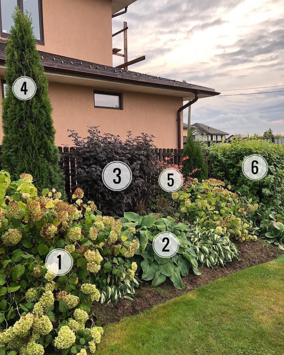 Кипарисовик и туя вдоль забора