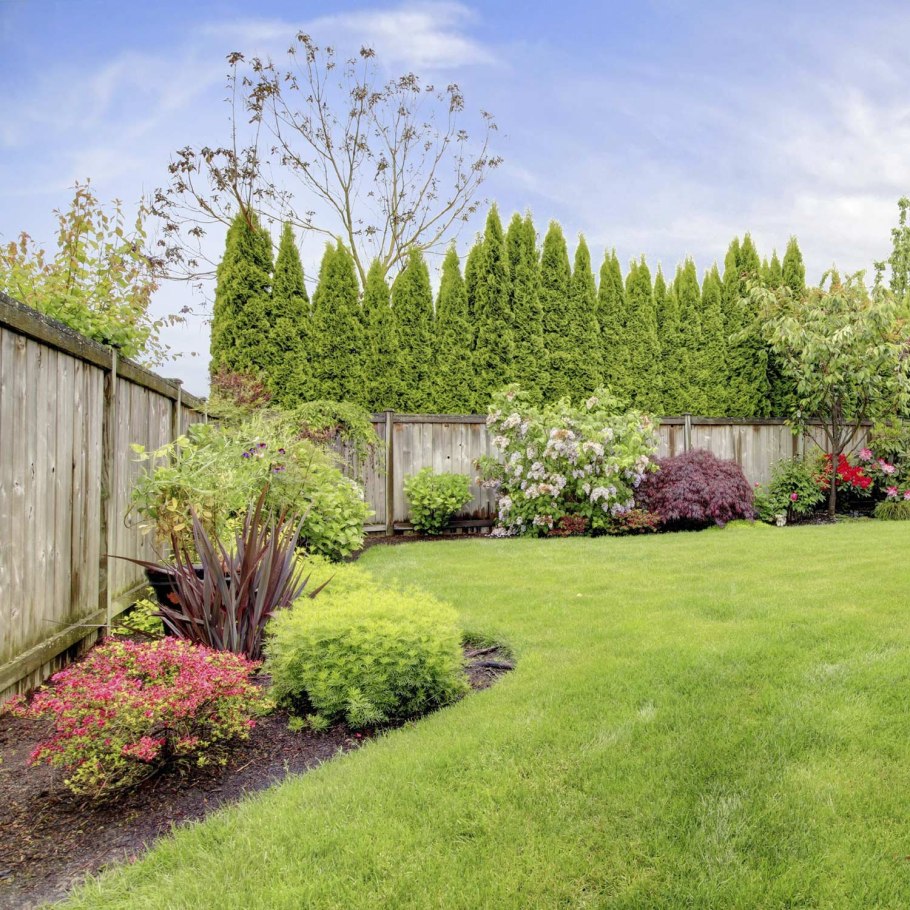 Живая изгородь миксбордер
