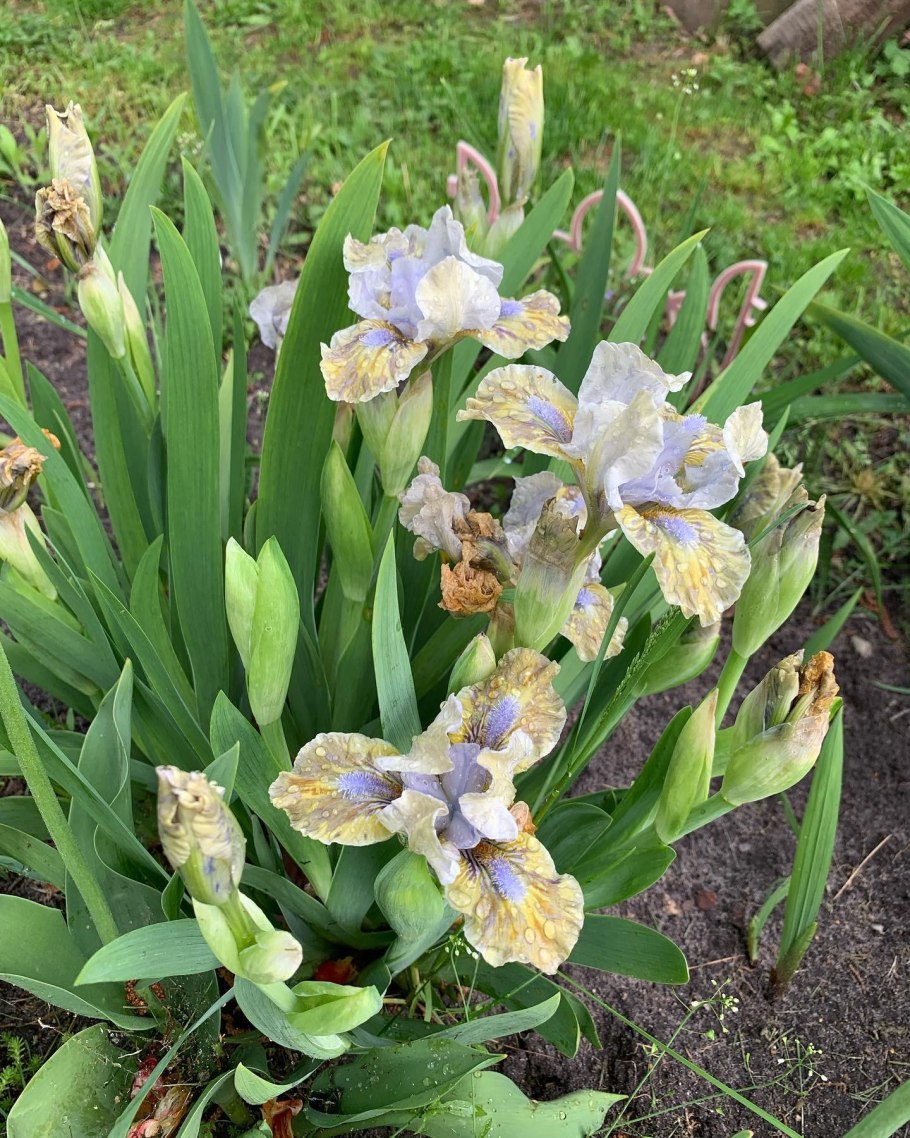 Spring into Summer Ирис