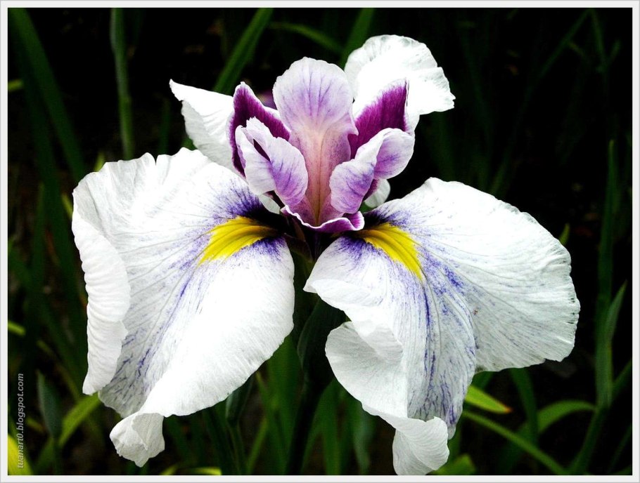 Ирис Сибирский Диар Делайт