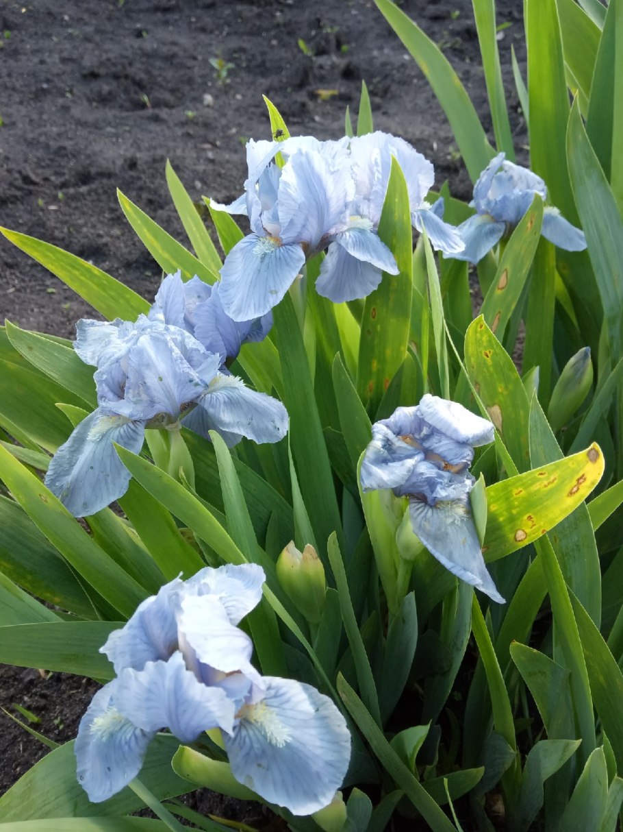 Counting Sheep Ирис