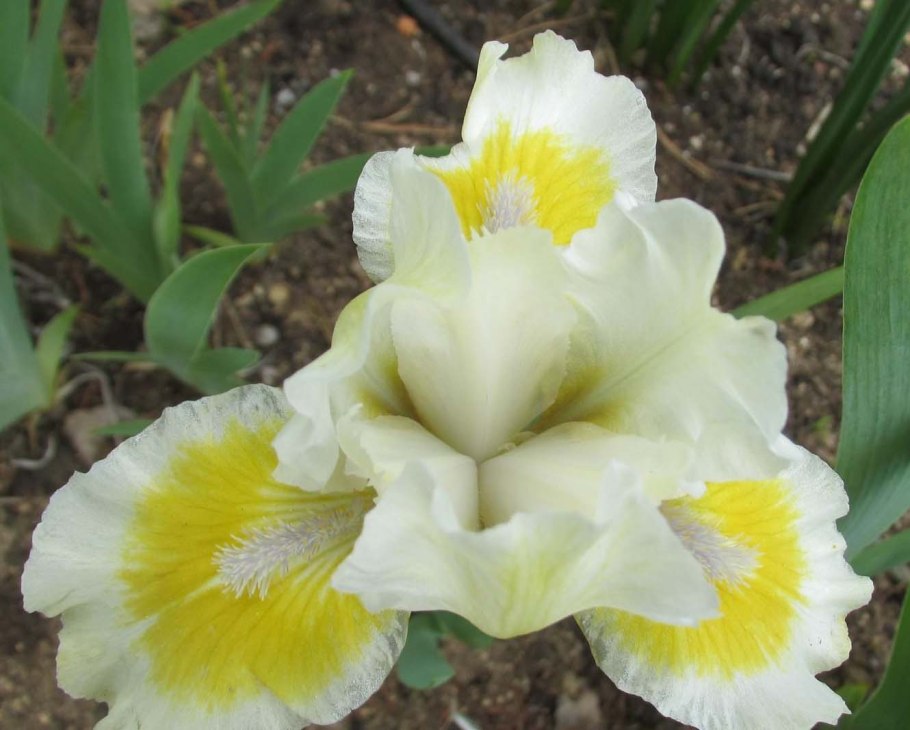 Ирис карликовый Peach Bavarian