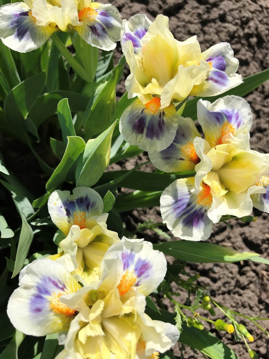 Ирис карликовый overcast