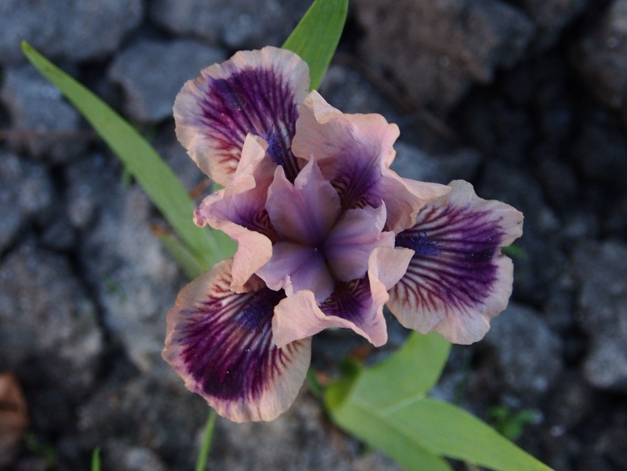 Брединский природный биологический заказник фото