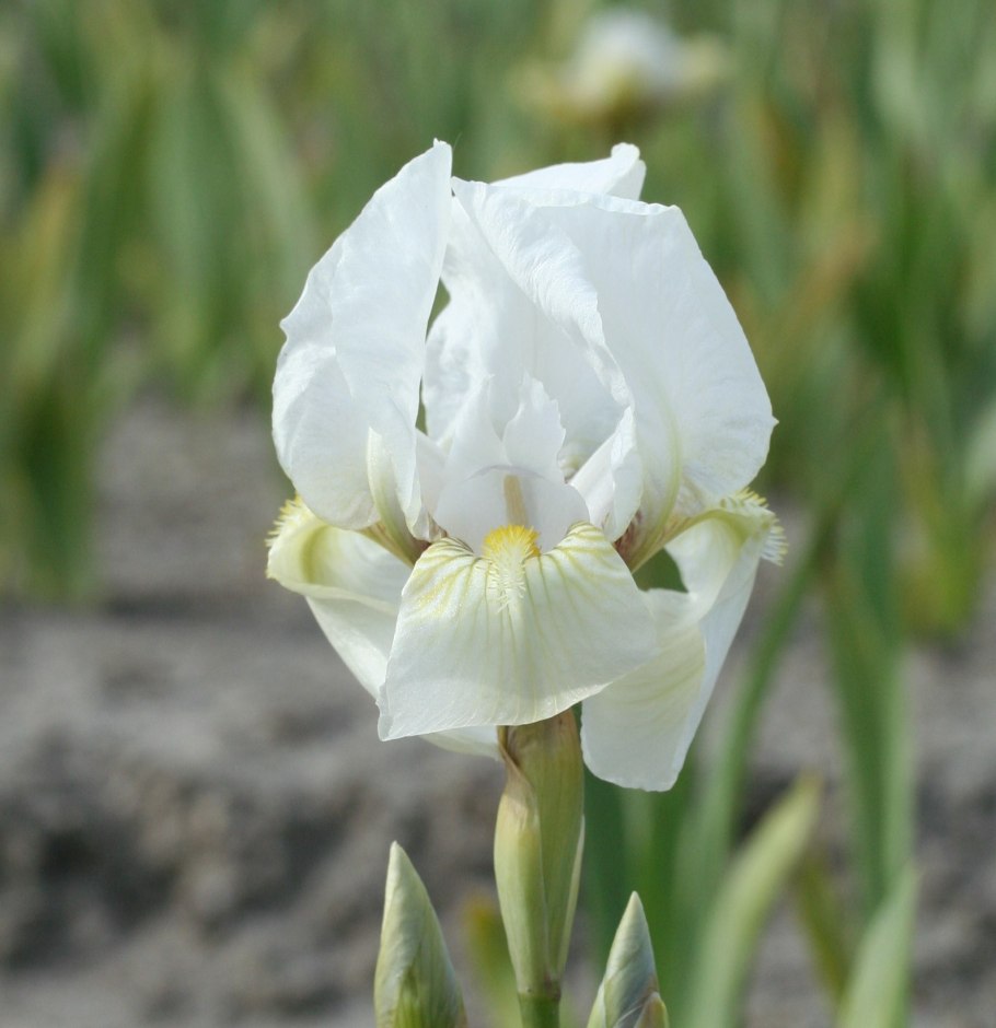 Ирис Брайт Уайт