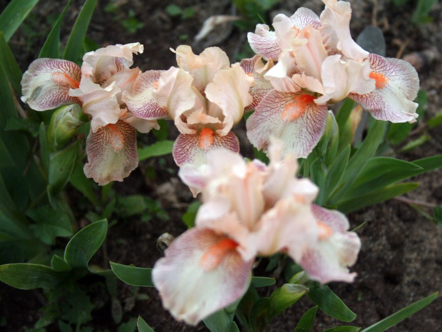 Ирис карликовый Lilly White