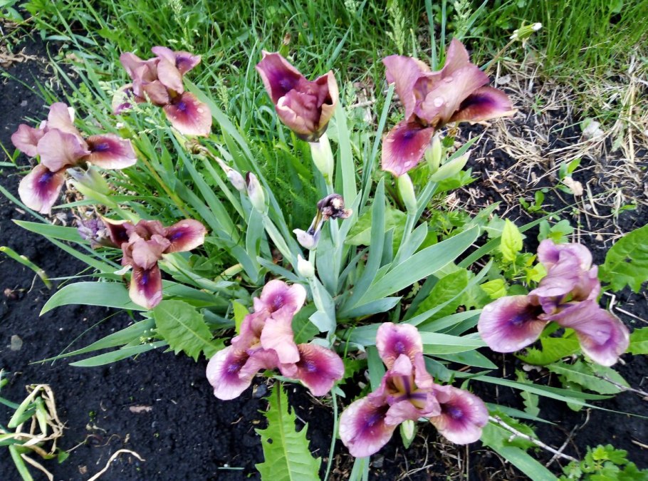 Ирис Сибирский (Iris sibirica &#96;Imperial Opal&#96;)