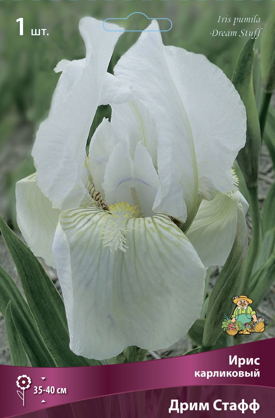 Ирис карликовый Cherokee Daybreak