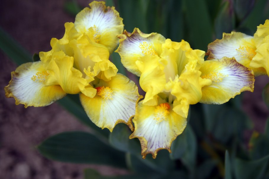 Ирис карликовый чаргольд