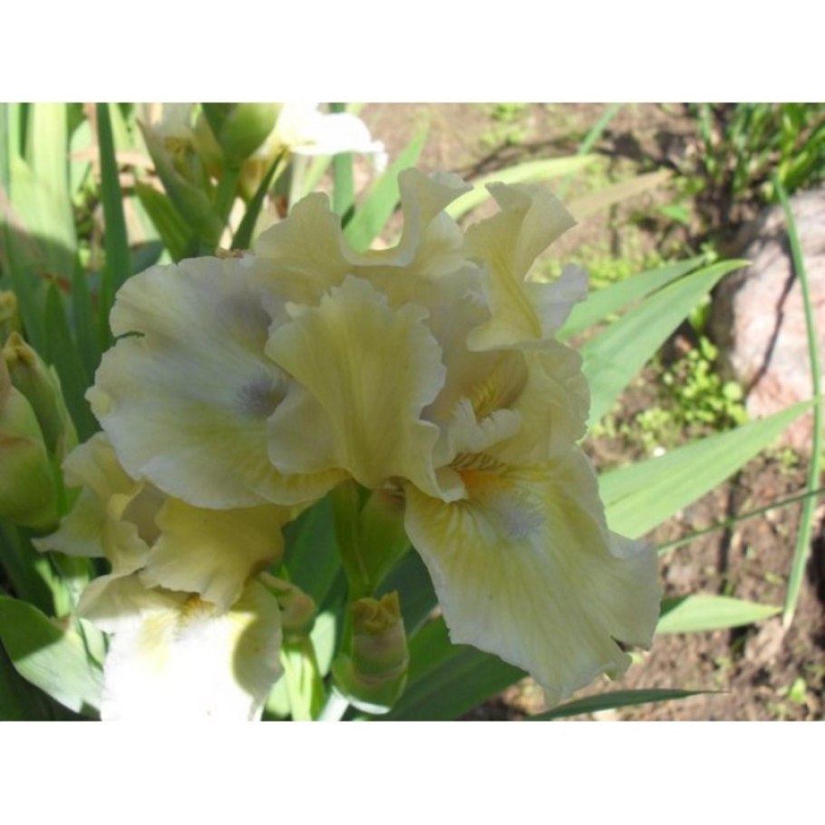 Ирис бородатый карликовый Грин спот характеристики