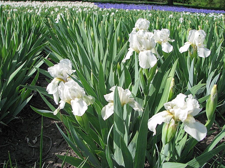 Ирис карликовый Dream stuff