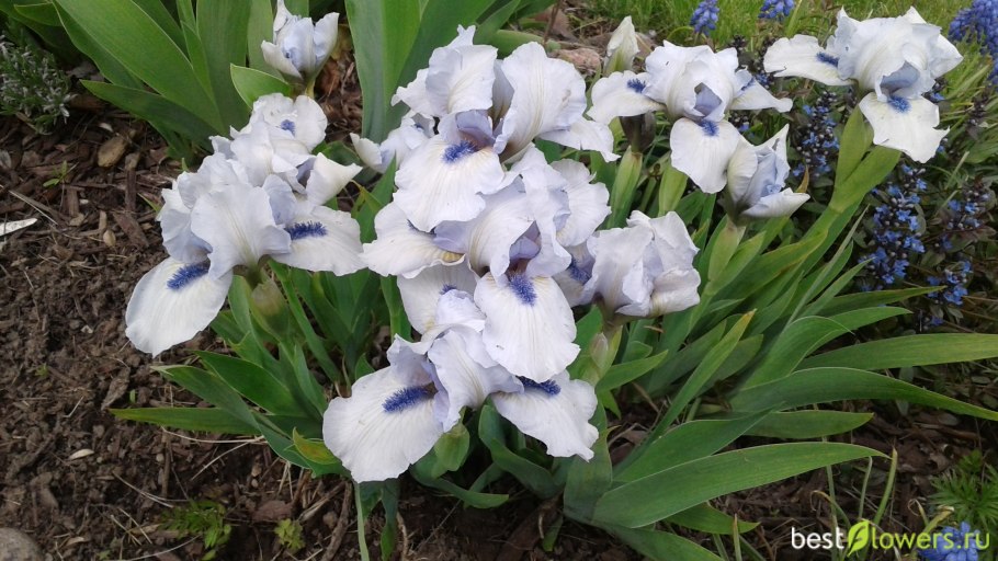 Ирис бородатый Iris barbata