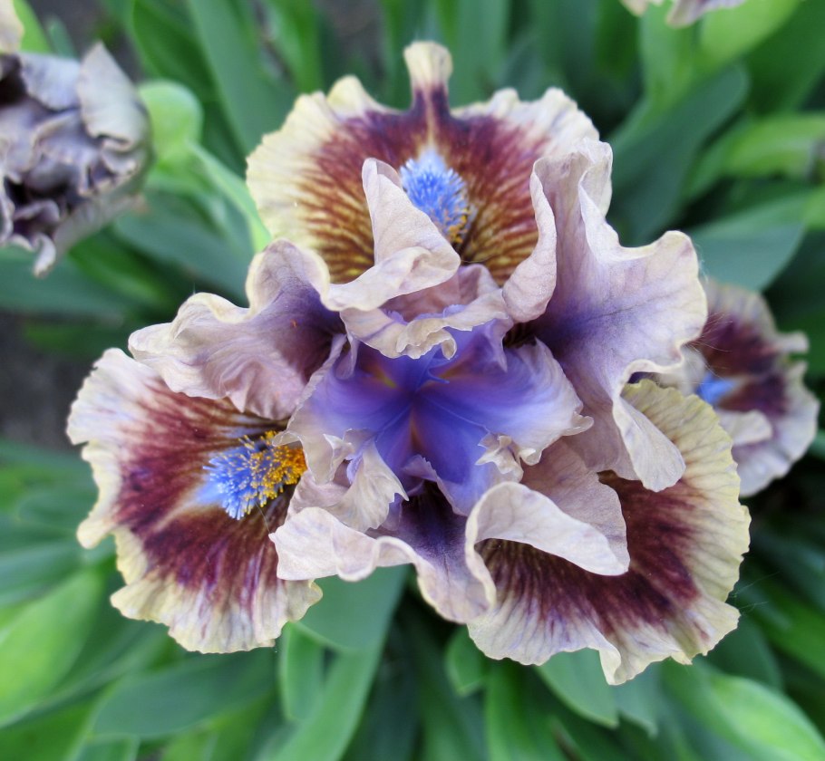 Ирис низкий — Iris pumila