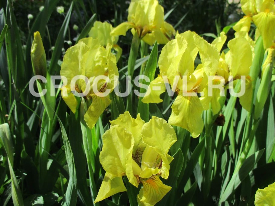 Ирис карликовый Флейворз