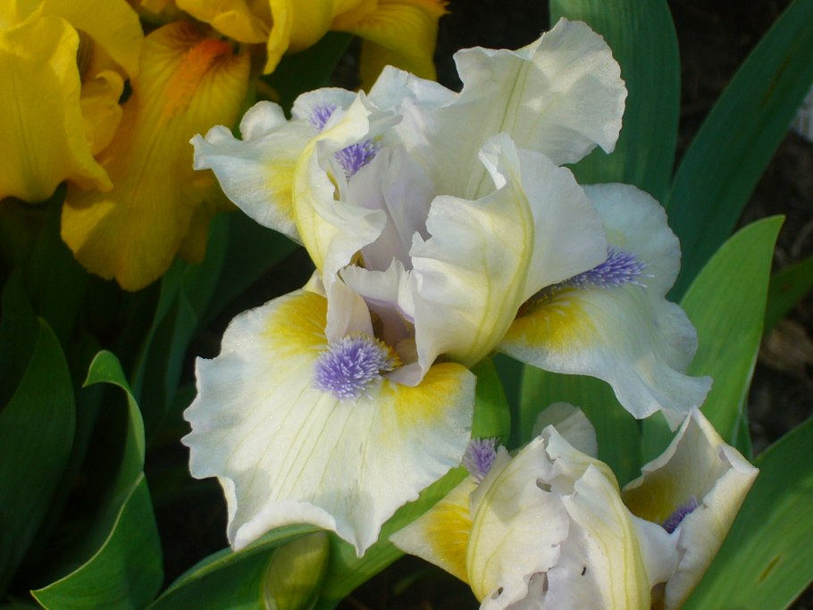 Ирис Snow Season