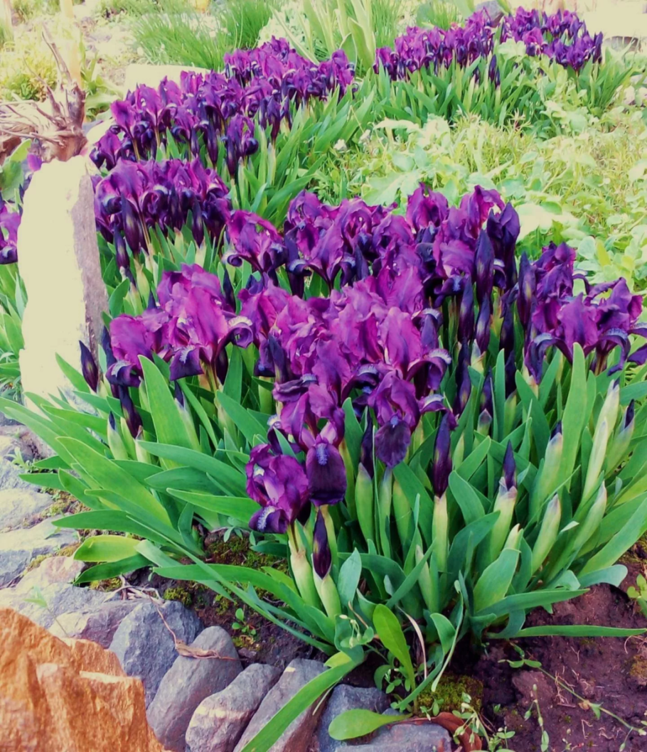 Ирис карлик Fruit Cup ( SDB )